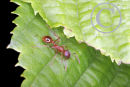 Red Ant